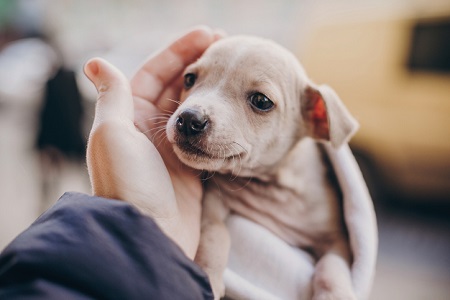 A hand caressing a new puppy to adopt. Credit: https://www.istockphoto.com/portfolio/Bogdan%20Kurylo