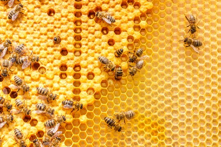 Productive bees in a hive. Credit: https://www.istockphoto.com/au/portfolio/natali_mis