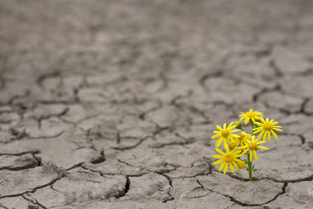 Flowers growing through a barren landscape. Credit: https://www.istockphoto.com/au/portfolio/flyparade