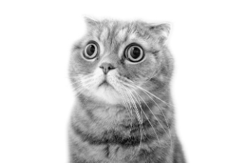 http://www.staceybarr.com/images/frightenedcat