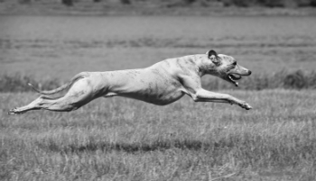 http://www.staceybarr.com/images/greyhoundrunning.jpg