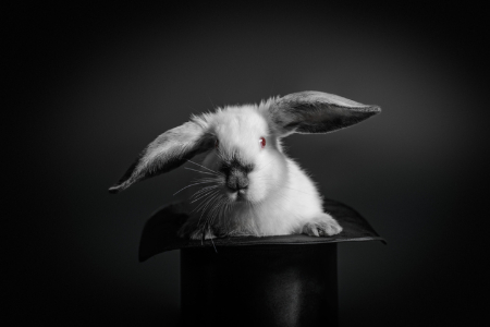 Rabbit emerging from a magician's hat. Credit: Rafinade