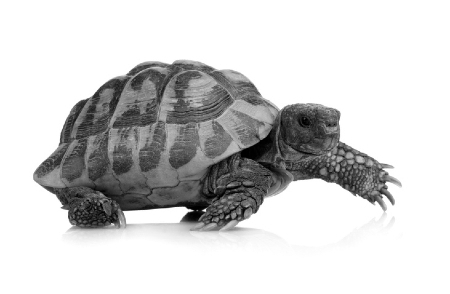 A tortoise. Credit: https://www.istockphoto.com/au/portfolio/globalp