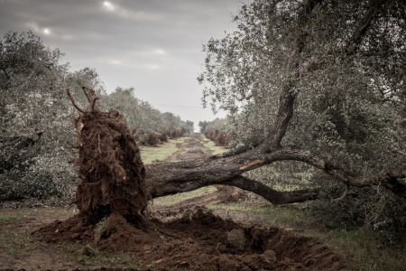 Tree that is uprooted. Credit: PanareoFotografia