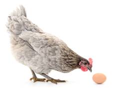 chicken looking at an egg
