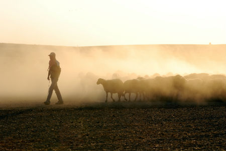 shepherdleadingflock